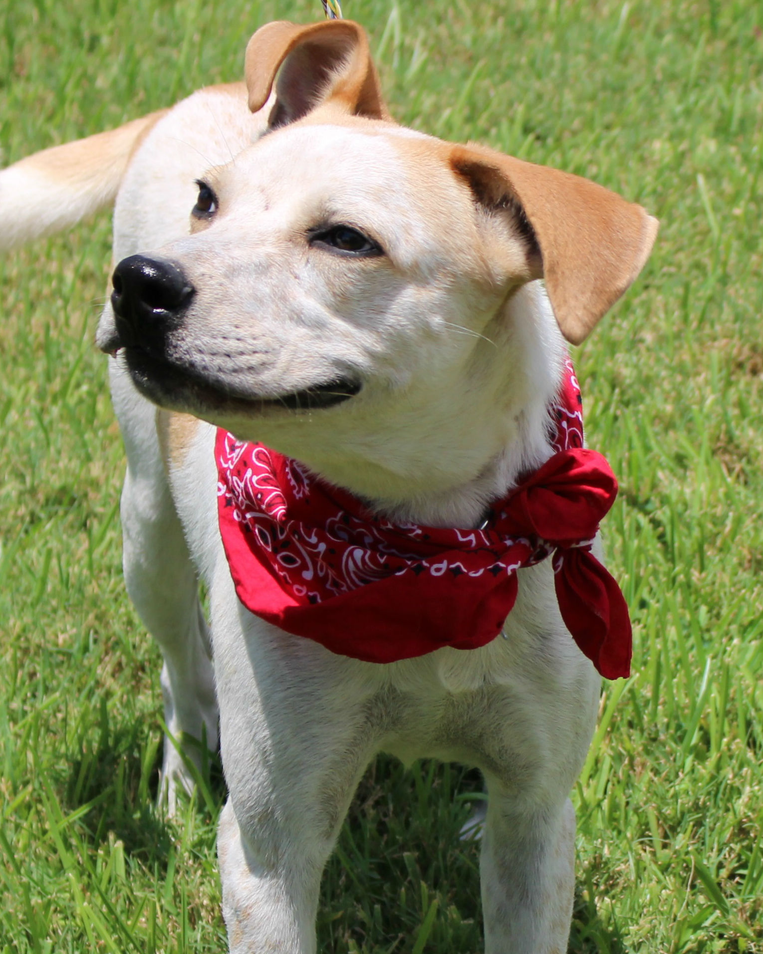 Pickles Adore Houston Dog Rescue Group