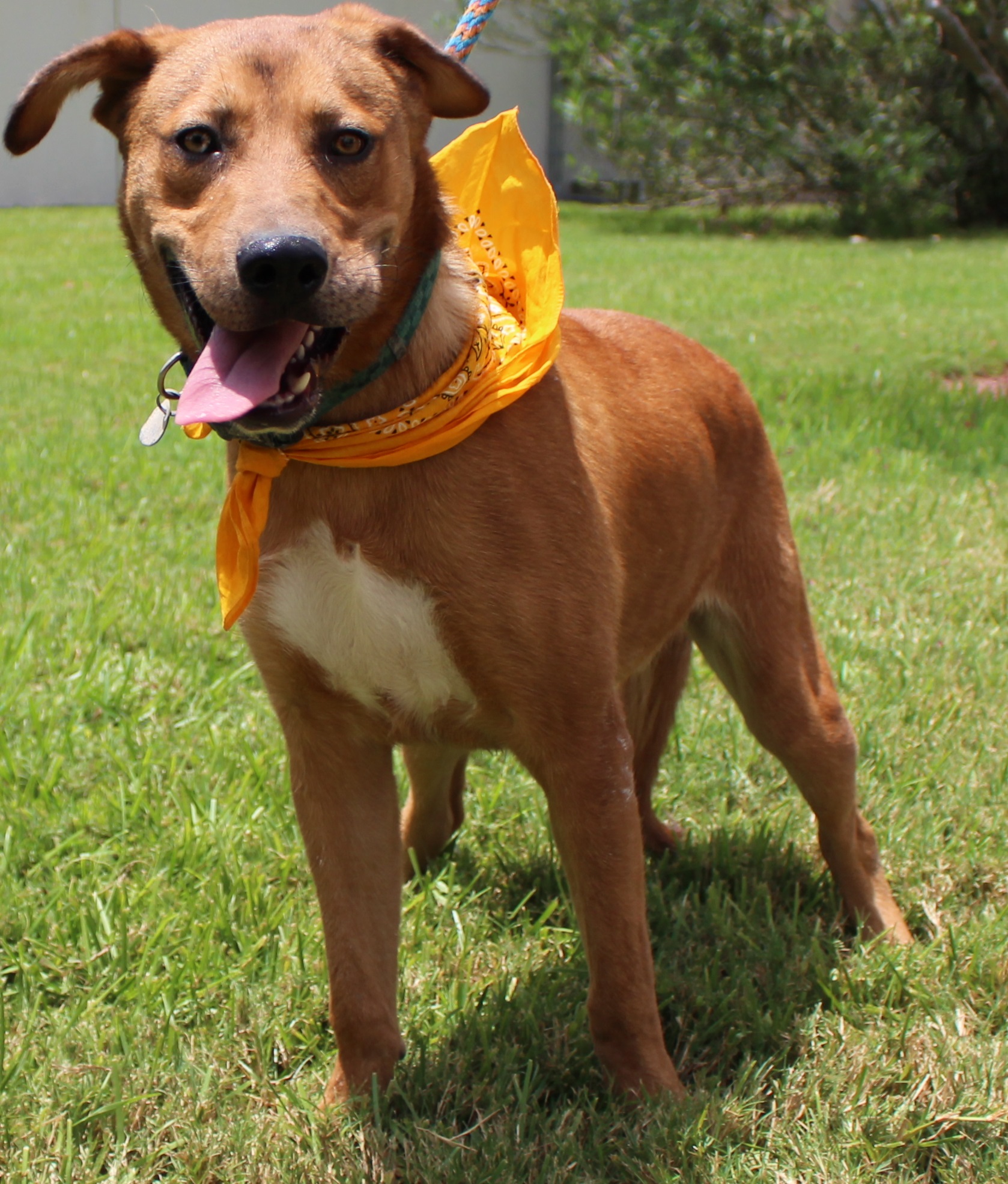 IMG_5775 Adore Houston Dog Rescue Group