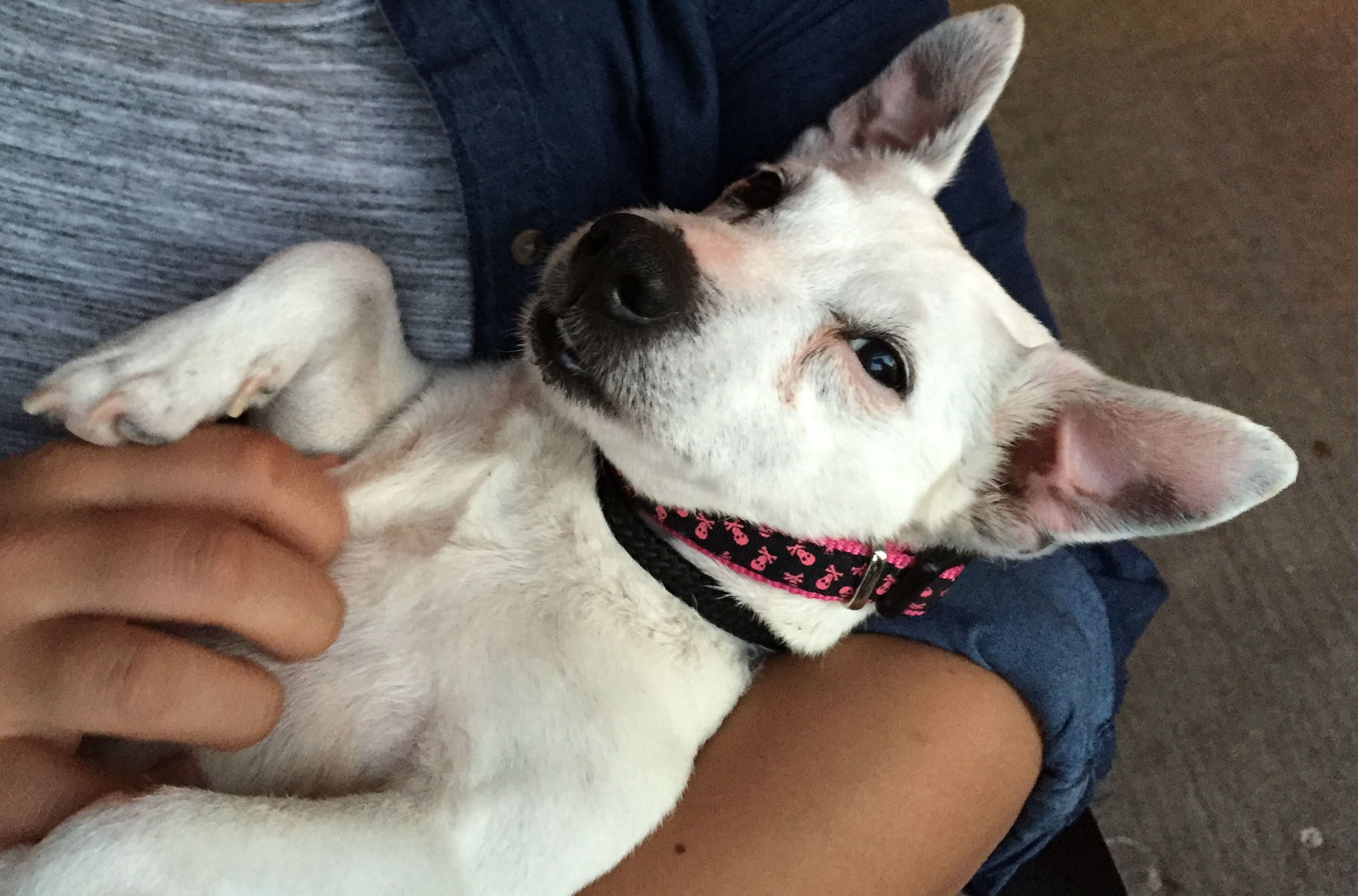 IMG_0714 Adore Houston Dog Rescue Group