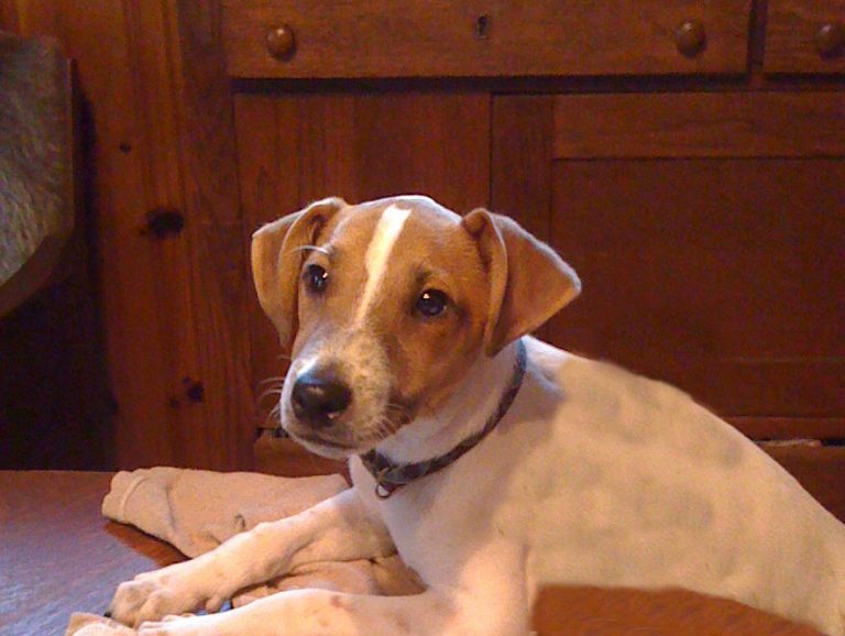 hankwilliamsjr3 Adore Houston Dog Rescue Group