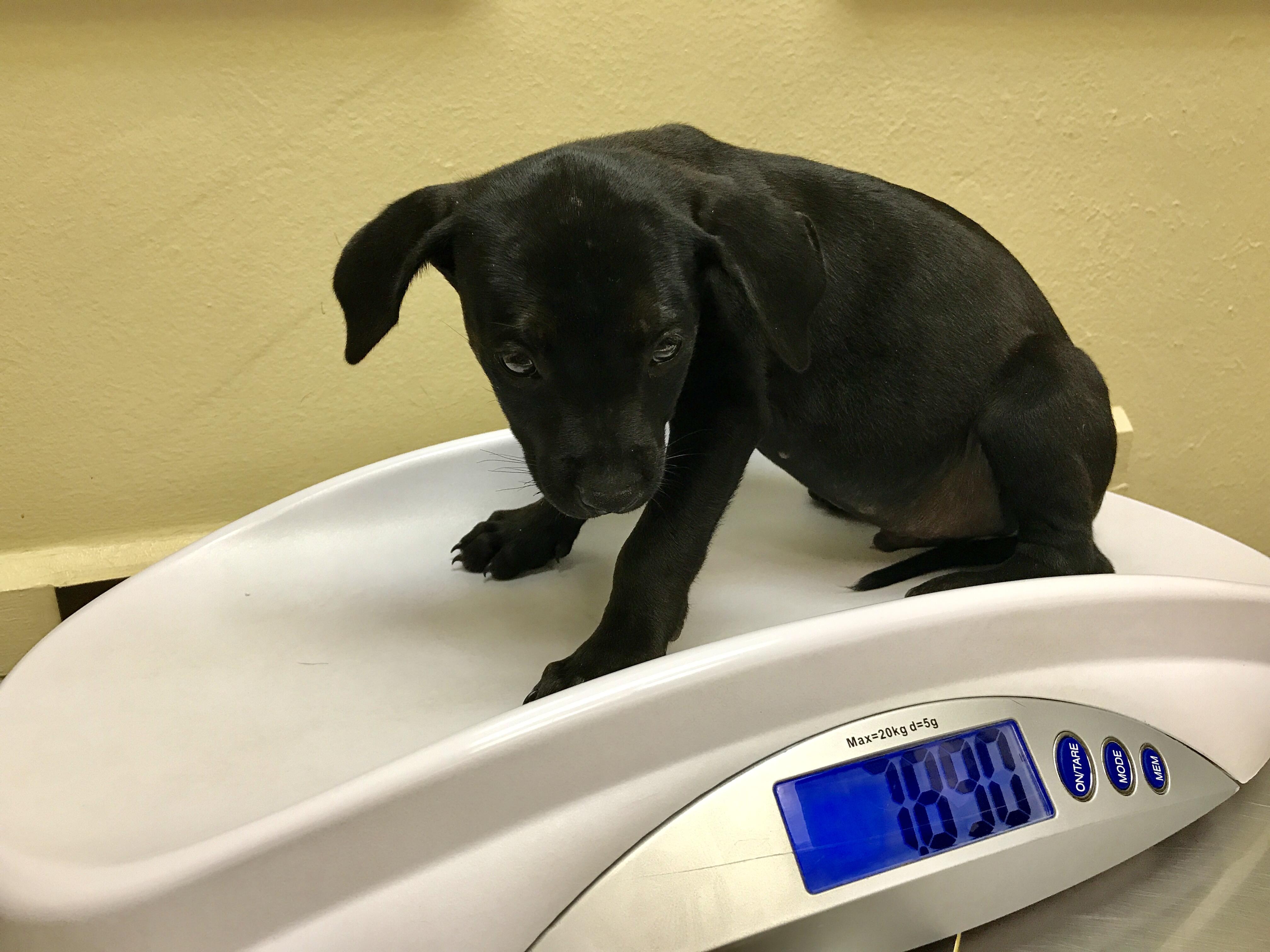 FullSizeRender Adore Houston Dog Rescue Group