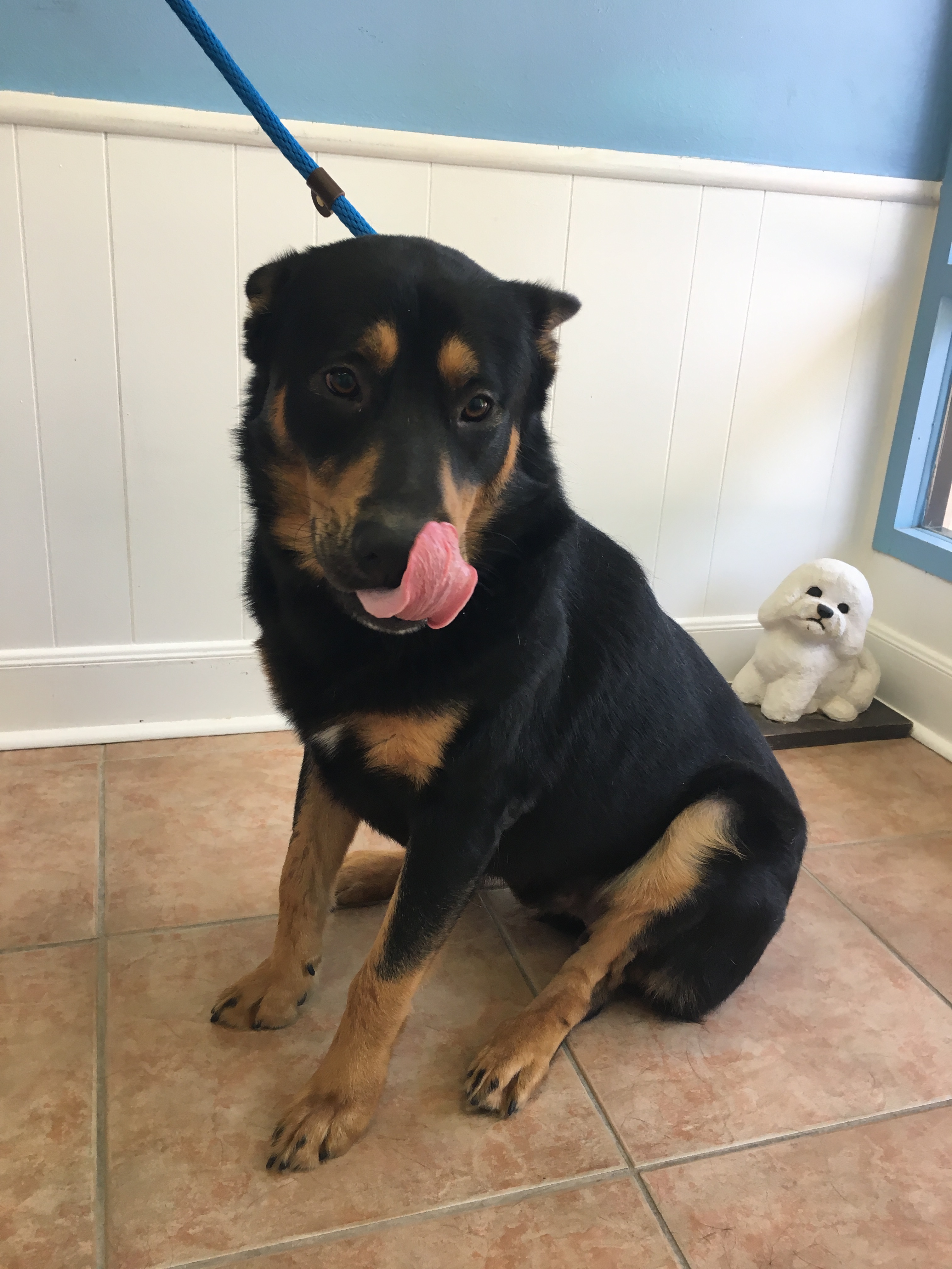 IMG_2787 Adore Houston Dog Rescue Group