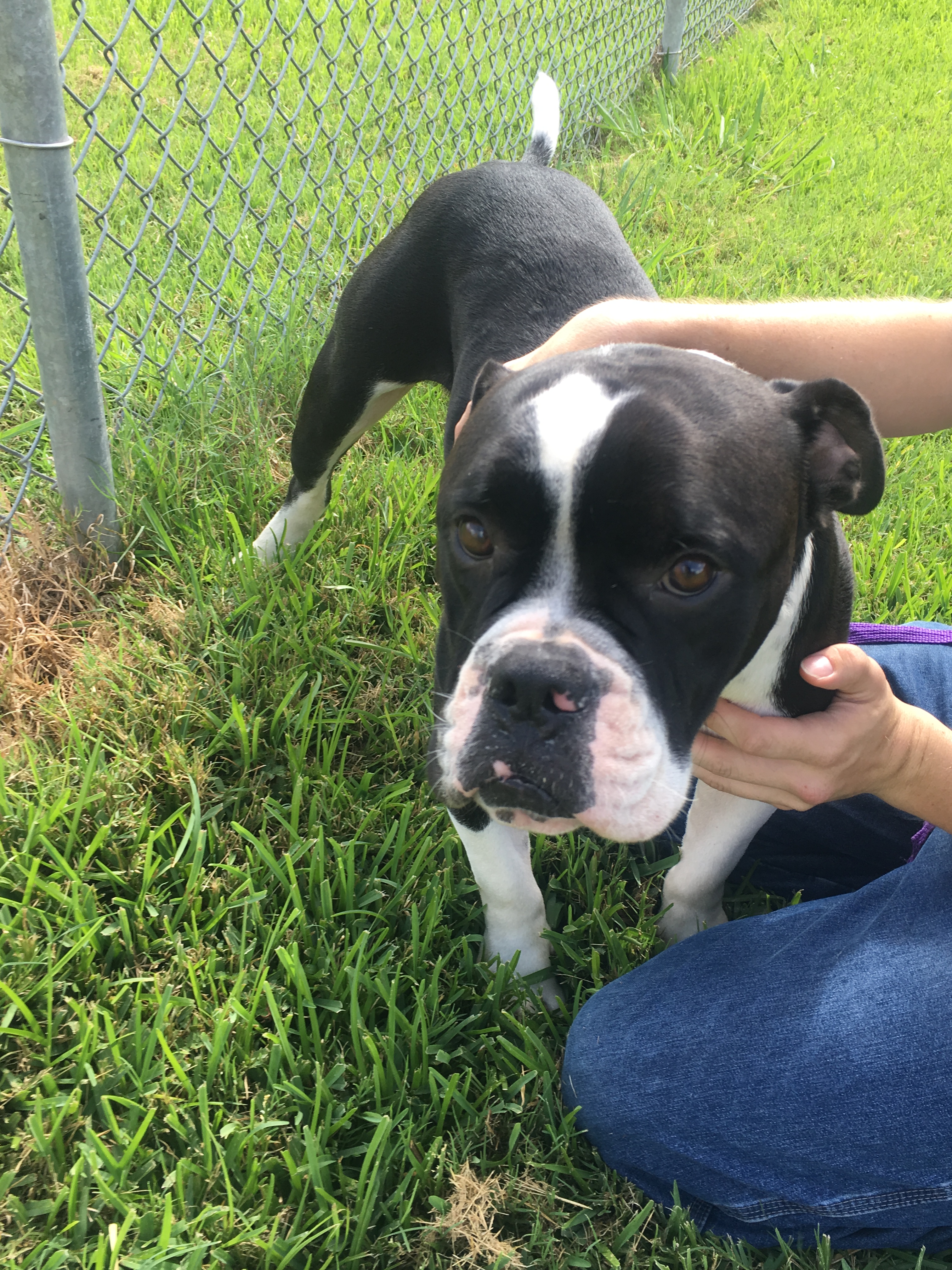 IMG_4939 Adore Houston Dog Rescue Group