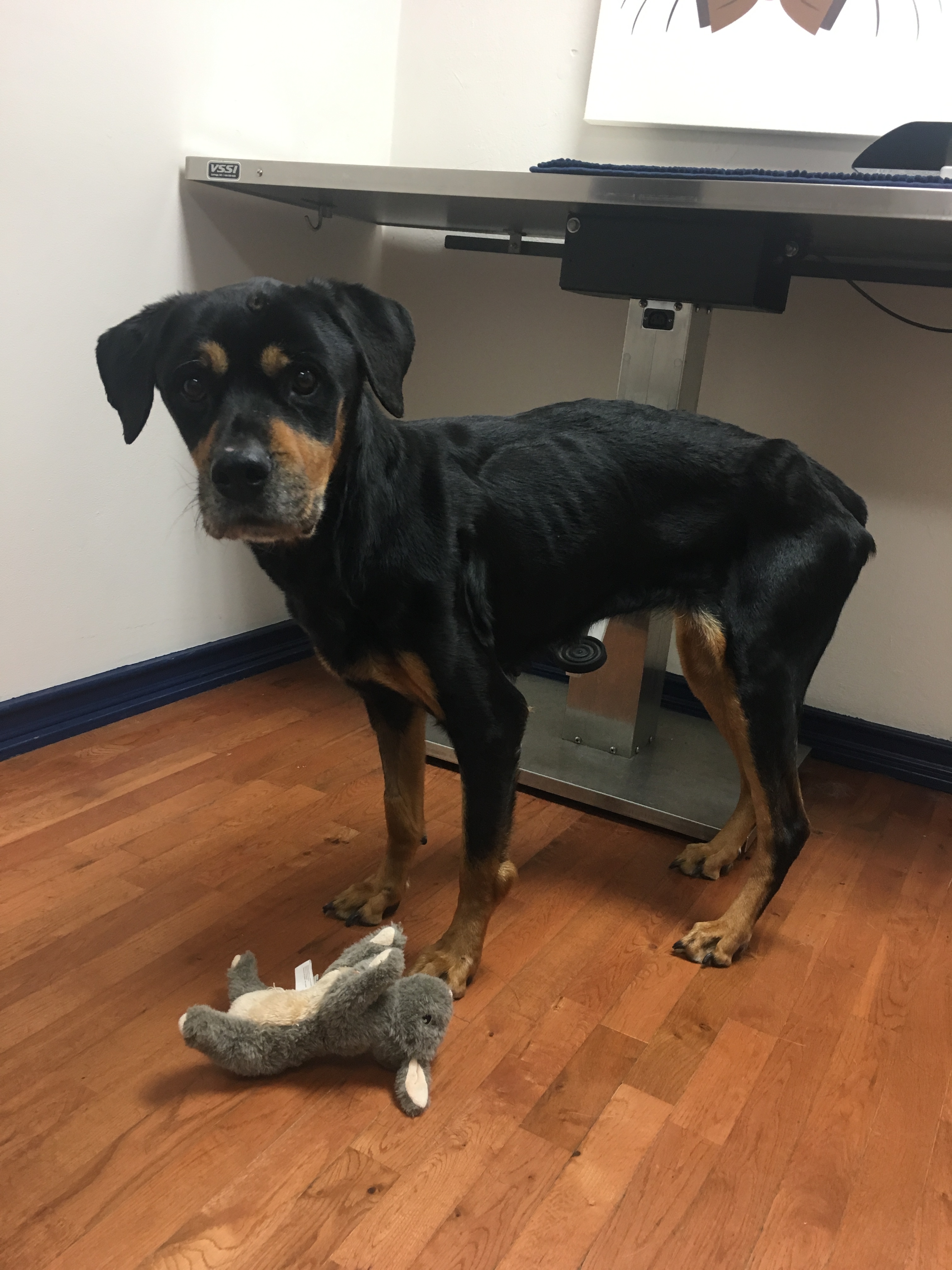 IMG_0272 Adore Houston Dog Rescue Group