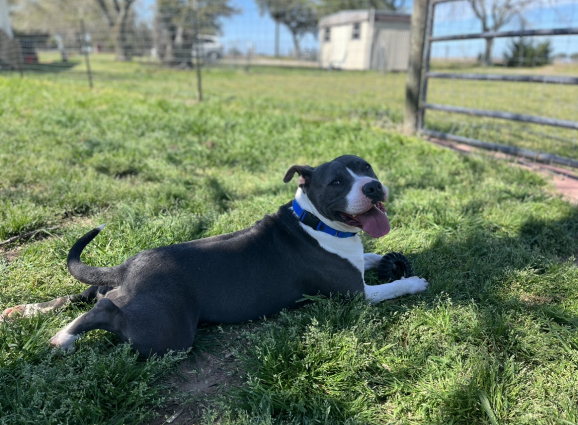 What Dogs Have A White Tipped Tail